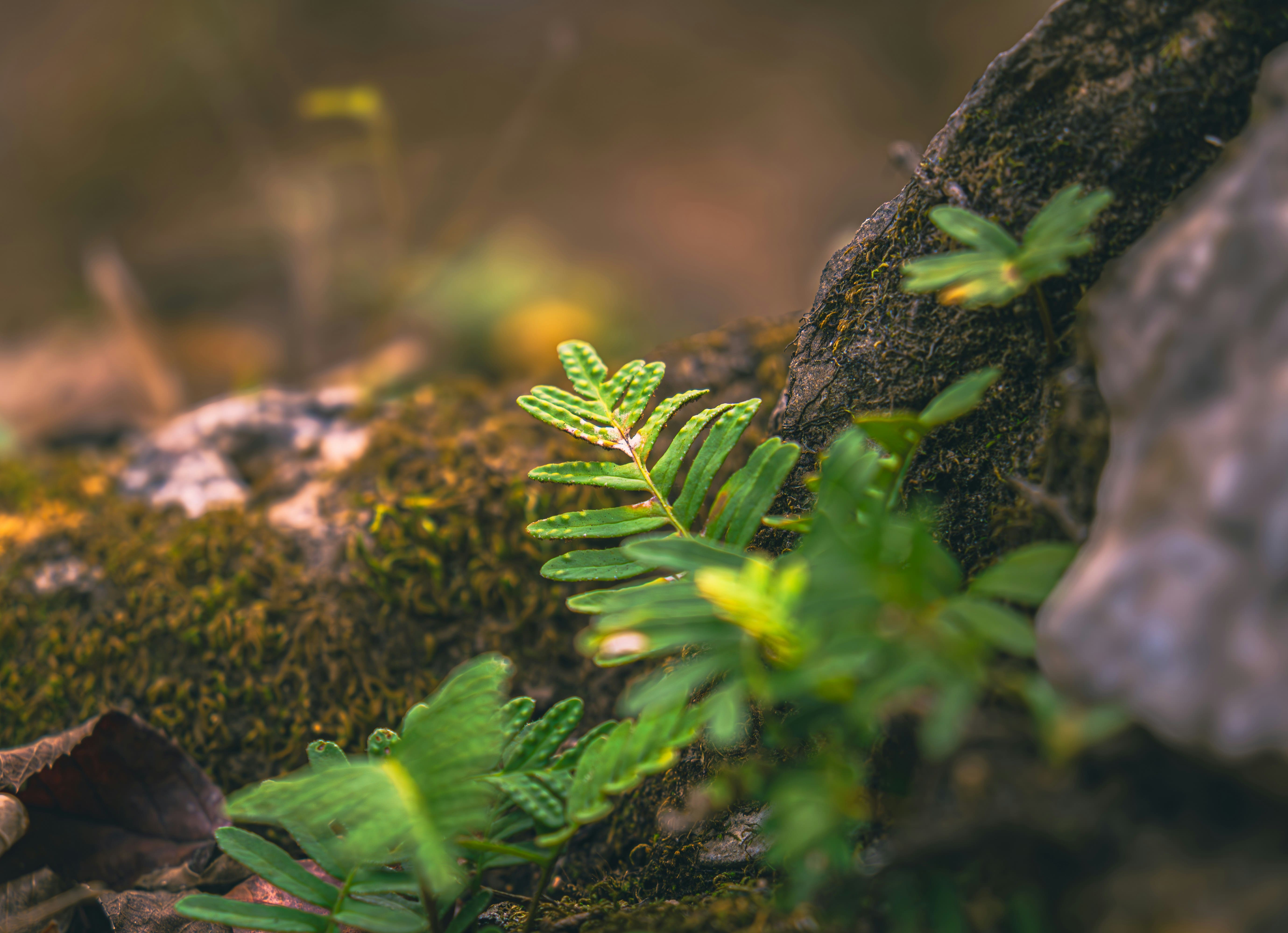 Belajar dari Kearifan Lokal Penjaga Alam